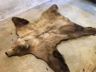 Einzigartiges Kodiak Brenfell | Kaufen auf Ricardo