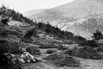 Wie sah der Schweizer Wald vor hundert Jahren aus? - WSL-Junior