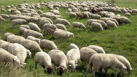 Schafe: Landschaftsgestalter - Schafe - Haustiere - Natur - Planet Wissen